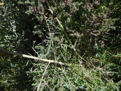 Aspalathus asparagoides asparagoides