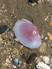 Tellinidae