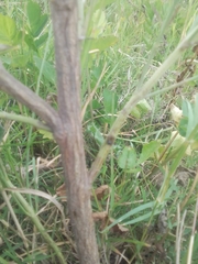 Baccharis notosergila