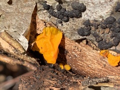Tremella mesenterica