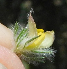 Aspalathus asparagoides asparagoides