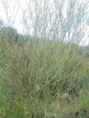 Baccharis notosergila