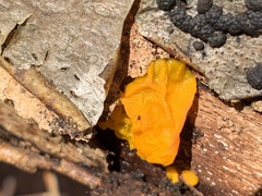 Tremella mesenterica