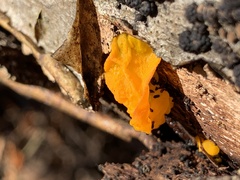 Tremella mesenterica