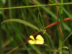 Rhynchosia totta totta