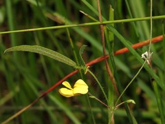 Rhynchosia totta totta