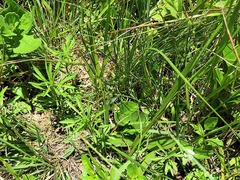 Rhynchosia totta totta