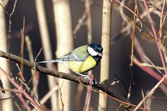 Parus major
