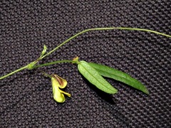 Rhynchosia totta totta