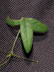 Rhynchosia totta totta