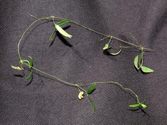 Rhynchosia totta totta