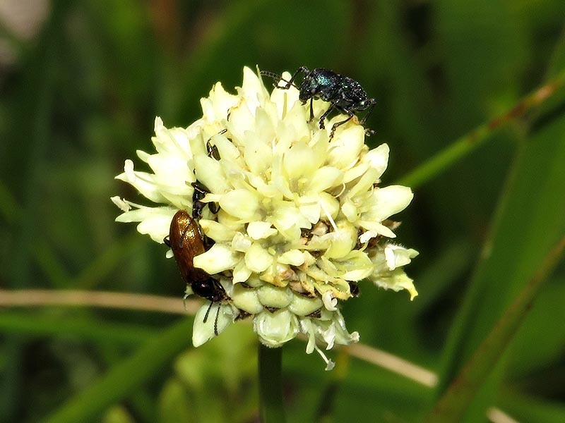 Swati Mock Scabious