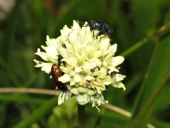 Cephalaria petiolata