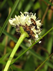 Cephalaria petiolata