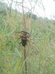 Retrachydes thoracicus