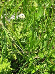 Cephalaria petiolata