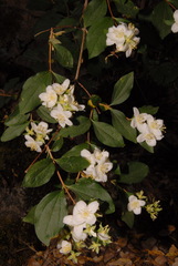 Philadelphus lewisii