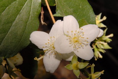 Philadelphus lewisii