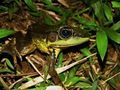 Lithobates vaillanti