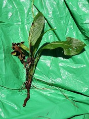 Cephalaria petiolata