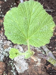 Ribes indecorum