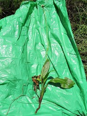 Cephalaria petiolata