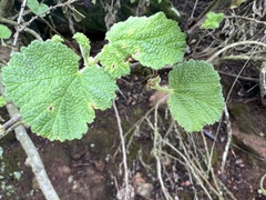 Ribes indecorum