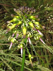 Drimia sphaerocephala image