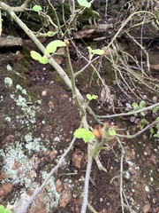 Ribes indecorum