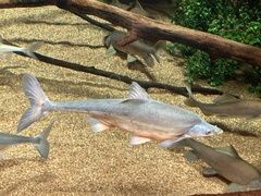 Gila elegans