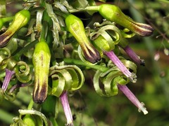 Drimia sphaerocephala image