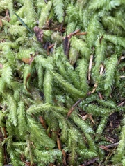 Plagiothecium undulatum