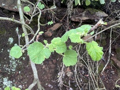 Ribes indecorum