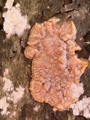 Phlebia radiata