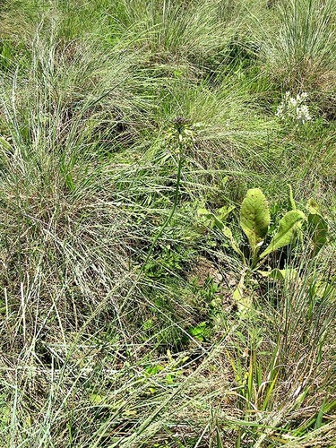 Drimia sphaerocephala image