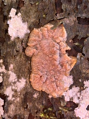 Phlebia radiata