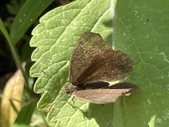 Panyapedaliodes drymaea