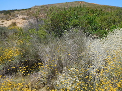 Aspalathus asparagoides asparagoides