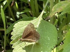 Panyapedaliodes drymaea