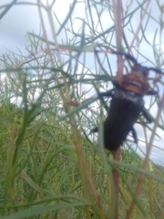 Retrachydes thoracicus