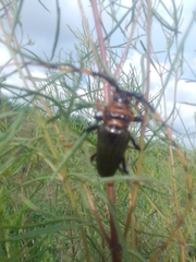 Retrachydes thoracicus