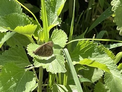 Panyapedaliodes drymaea