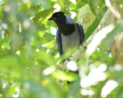 Cyanocorax violaceus