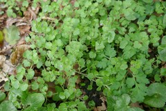 Veronica hederifolia-sublobata-triloba