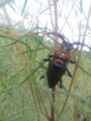 Retrachydes thoracicus