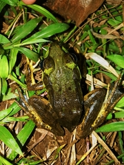 Lithobates vaillanti