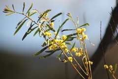 Acacia decora