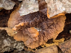 Phlebia radiata