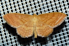 Idaea ochrata