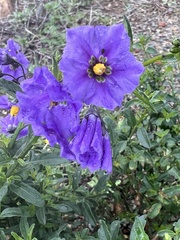 Solanum parishii